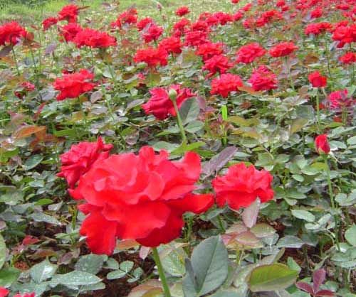 【choose 偉鳳】優質紅王子錦帶￥優質紅帽子月季#大花金雞菊價格