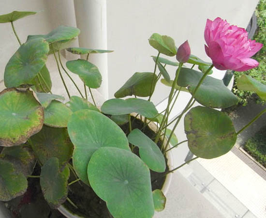 【choose 偉鳳】優(yōu)質(zhì)紅王子錦帶￥優(yōu)質(zhì)紅帽子月季#大花金雞菊價(jià)格