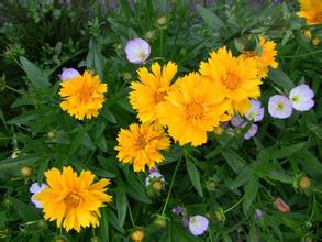 【1】地被菊种植基地【2】河北地被菊【3】天津地被菊--伟凤