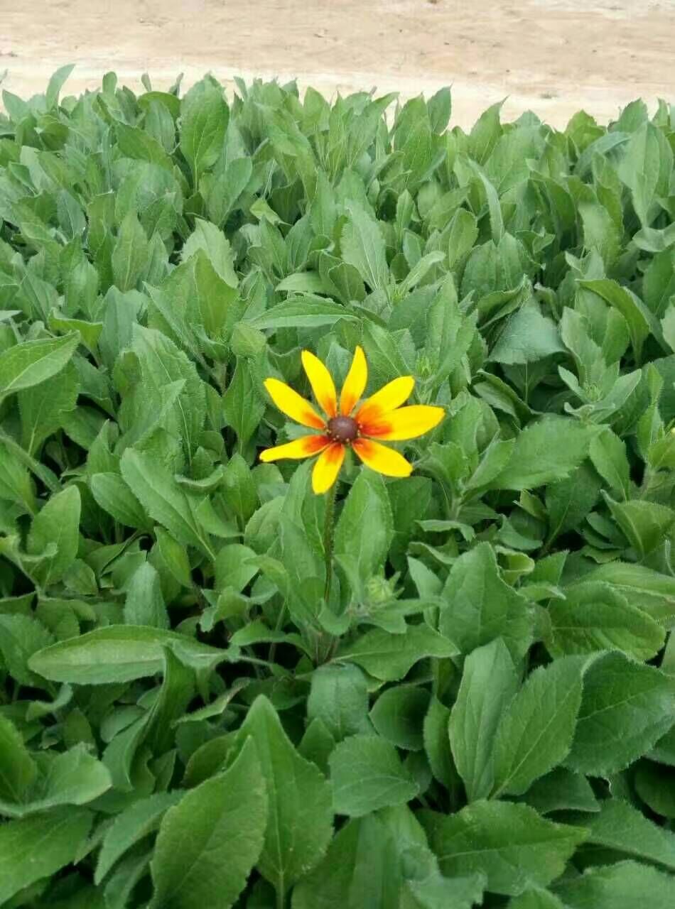 【感恩word顧客】狼尾草種植基地#草花狼尾草#地被狼尾草批發【偉鳳】