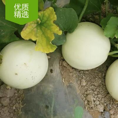 小甜瓜種植行情，陜西大荔甜瓜產(chǎn)地銷售批發(fā)，陜西大荔甜瓜價(jià)格供應(yīng)基地