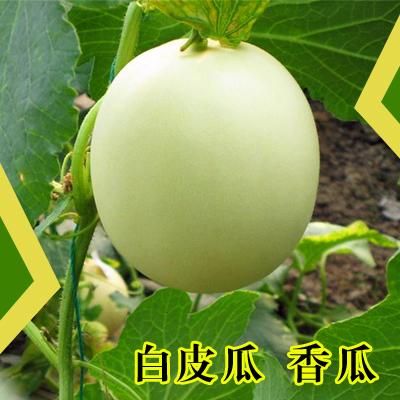 小甜瓜種植行情，陜西大荔甜瓜產(chǎn)地銷售批發(fā)，陜西大荔甜瓜價(jià)格供應(yīng)基地