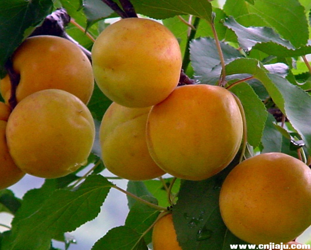 陜西大荔大紅燈櫻桃產(chǎn)地，陜西櫻桃種植基地，櫻桃批發(fā)行情價(jià)格銷售