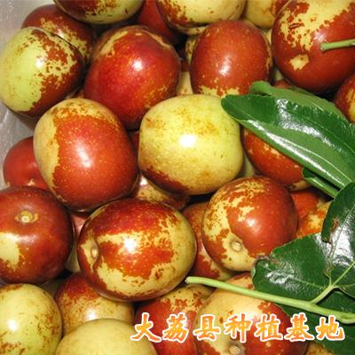 陜西溫棚冬棗產地，大荔冷棚冬棗價格行情，陜西大荔冬棗基地原始圖片2