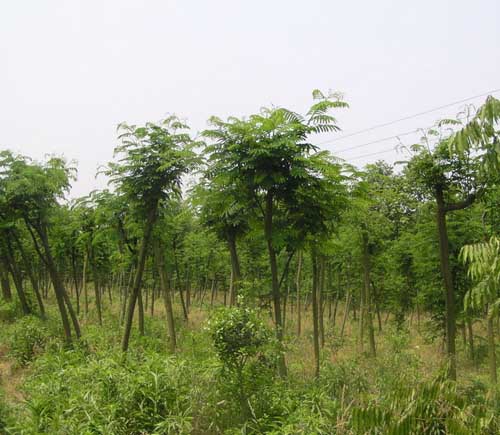 定州欒樹(shù)/河北大唐園林