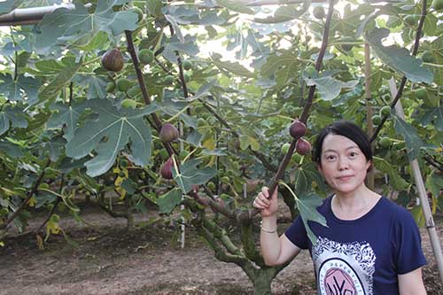 良種果桑苗批發-優良果桑苗