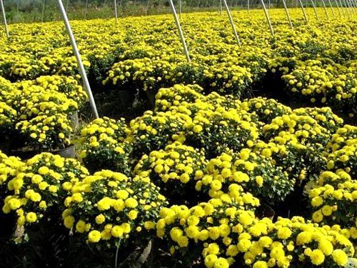 國慶草花價格【國慶用花種類】國慶草花666！||世杰