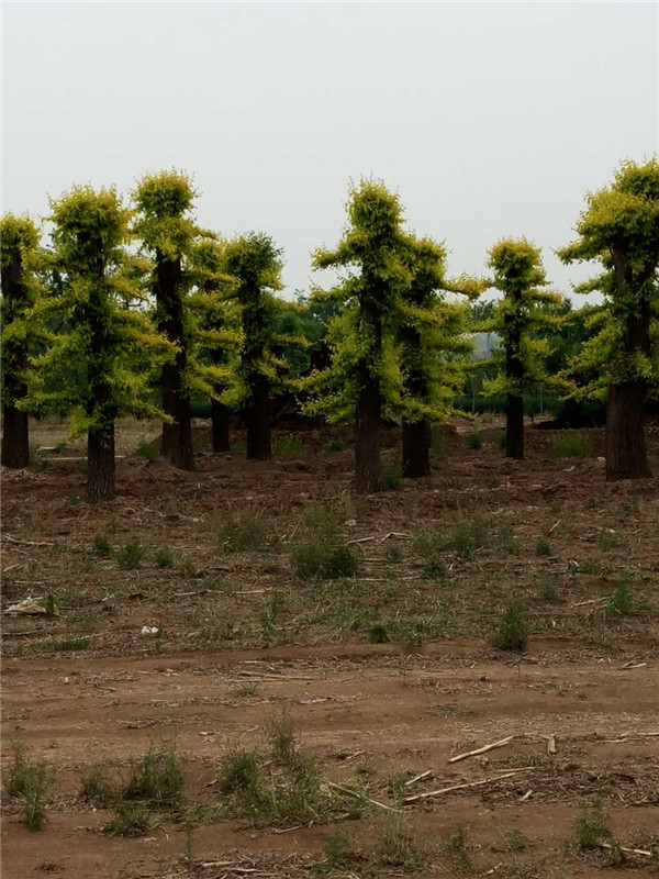 【Big优惠！】榆树造型树@山东造型榆树@造型榆树价格(顺地)