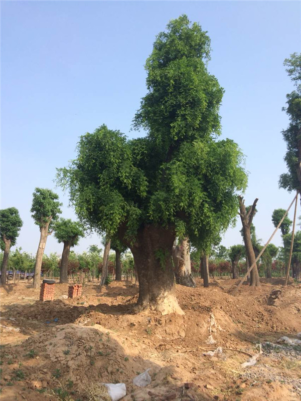 供应山东销量好的大型皂角树|皂角树价格