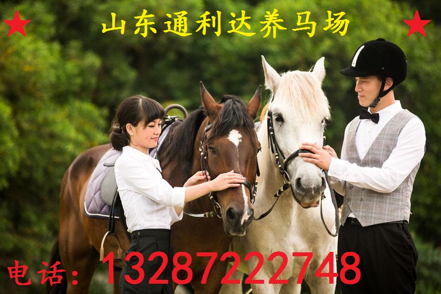 國內(nèi)三河馬品種:純種半血馬 純血馬 改良馬駒