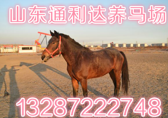圈養(yǎng)【種馬】，【投資小】，【效益大】，易養(yǎng)殖 種馬養(yǎng)殖場