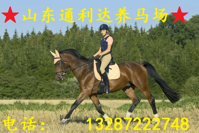 哪個地方的伊犁馬品種好 長得快 山東通利達養馬場