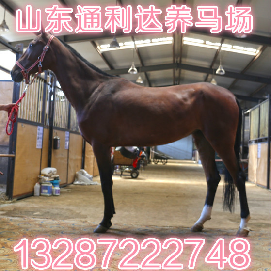 哪個地方的伊犁馬品種好 長得快 山東通利達養馬場