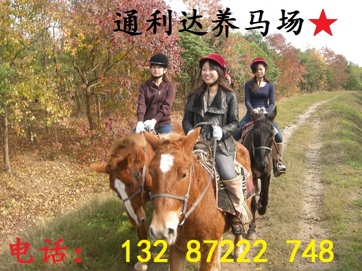 養小矮馬的朋友越來越多 通利達養馬場為你提供德保矮馬 漢宮矮馬