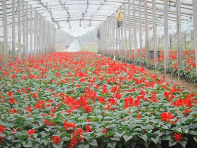 宿根鼠尾草、草花鼠尾草哪里好？青州奕涵荷花苗木