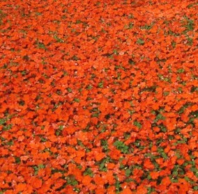 青州三季開花薔薇種植基地、花期長的（大花薔薇）