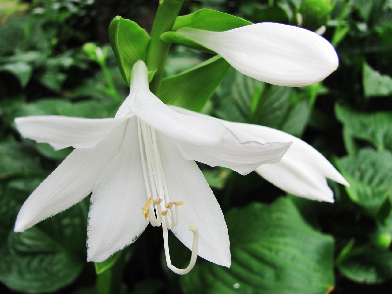 青州三季開花薔薇種植基地、花期長的（大花薔薇）