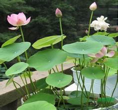 山東【水生植物】【水生植物種植基地】就到青州奕涵花卉