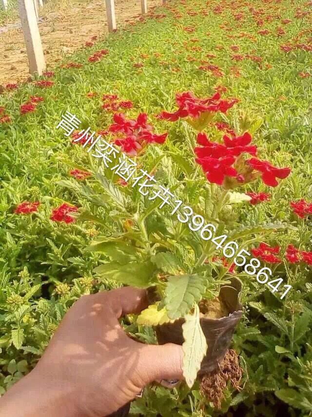 山東青州奕涵【花卉批發(fā)】【草花批發(fā)】草花苗木種植基地