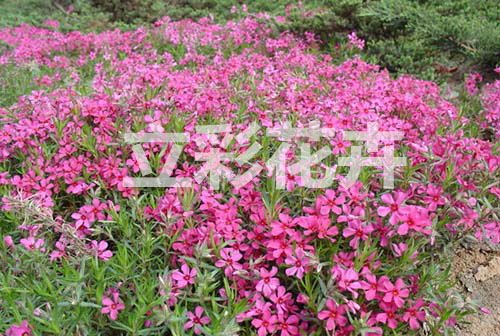 【青州宿根花卉】【宿根花卉】【山東宿根花卉】?jī)?yōu)質(zhì)供應(yīng)商青州立彩15054477555