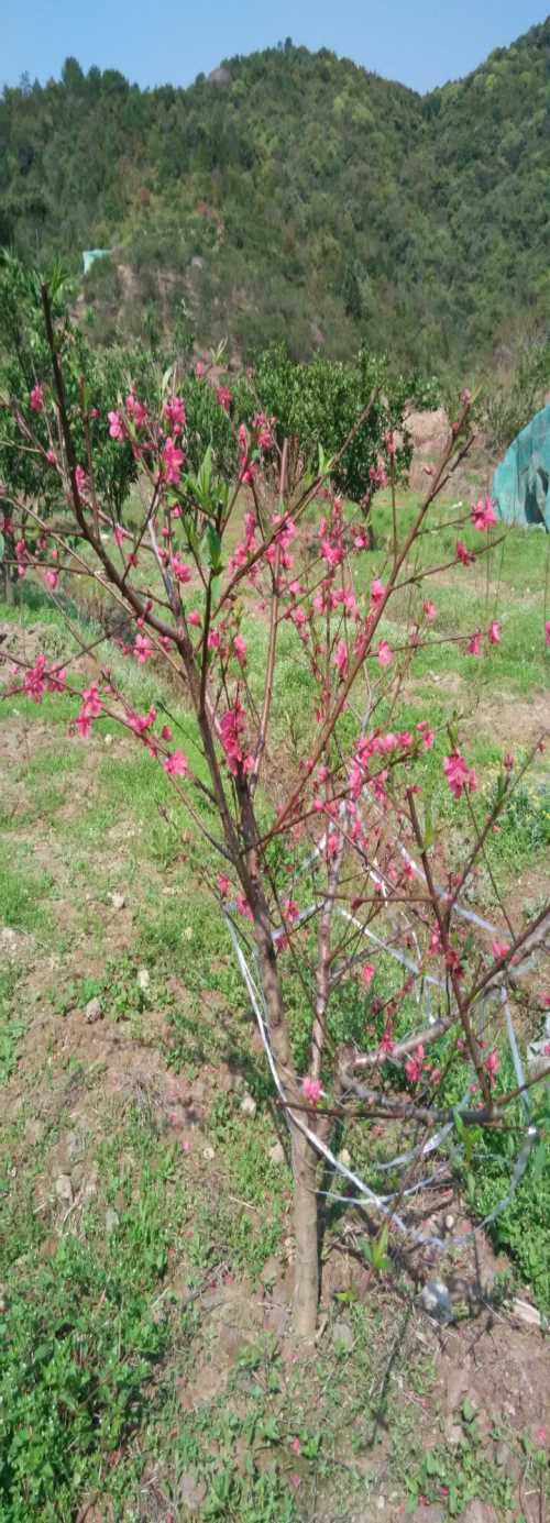 zz鷹嘴蜜桃苗批發(fā) 贛州優(yōu)質(zhì)鷹嘴蜜桃苗批發(fā)