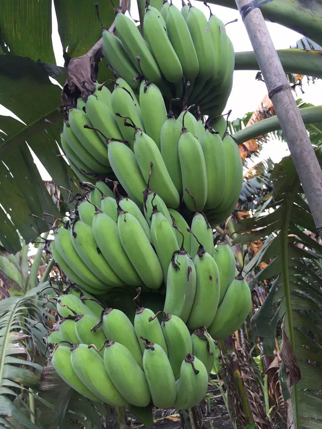 香蕉種植園