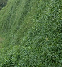 都江堰白車軸草 供應(yīng)品種好的白三葉草坪種子