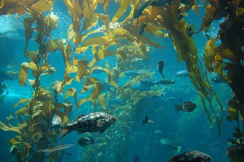 馥阔（上海）生物科技馥阔放心购|褐藻糖胶发展学会优惠享不停!