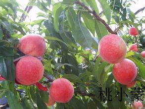 蒙陰蜜桃的價格怎么樣_桃小蒙蒙陰蜜桃真正的綠色無污染水果