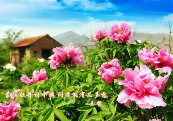 蒙陰蜜桃批發價格_桃小蒙蒙陰蜜桃以品質取勝以食品安全取勝原始圖片2