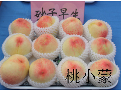 桃小蒙_桃小蒙蒙陰蜜桃以舌尖上的美味成為蒙陰蜜桃品牌后起之秀
