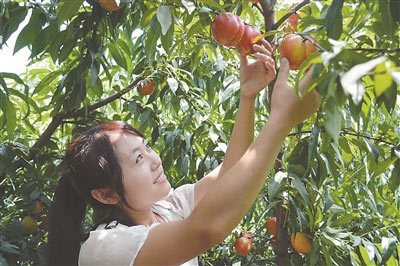 蒙陰蜜桃產地價格_桃小蒙蒙陰蜜桃是蒙陰蜜桃中xjb{zg}的品牌