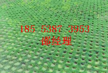 棗莊植草格廠家