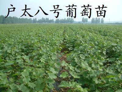禹王葡萄苗批發-戶太葡萄苗批發