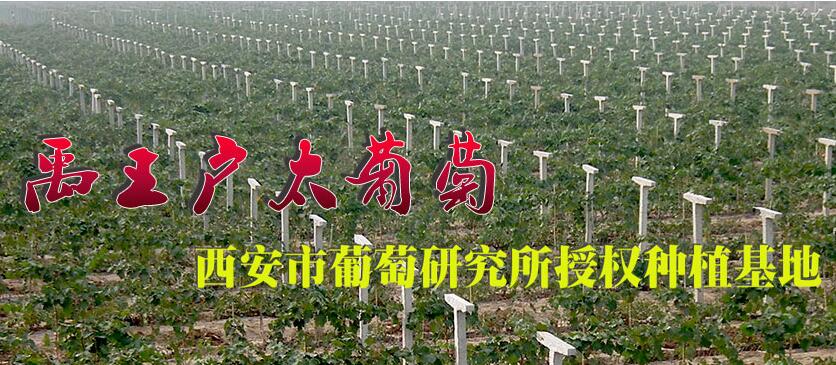 戶縣戶太8號批發/戶縣戶太8號合作社