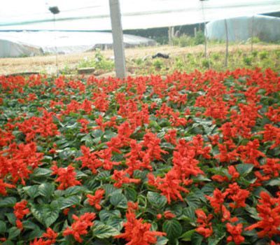 牽牛行情，牽牛種植基地@青州元磊花卉