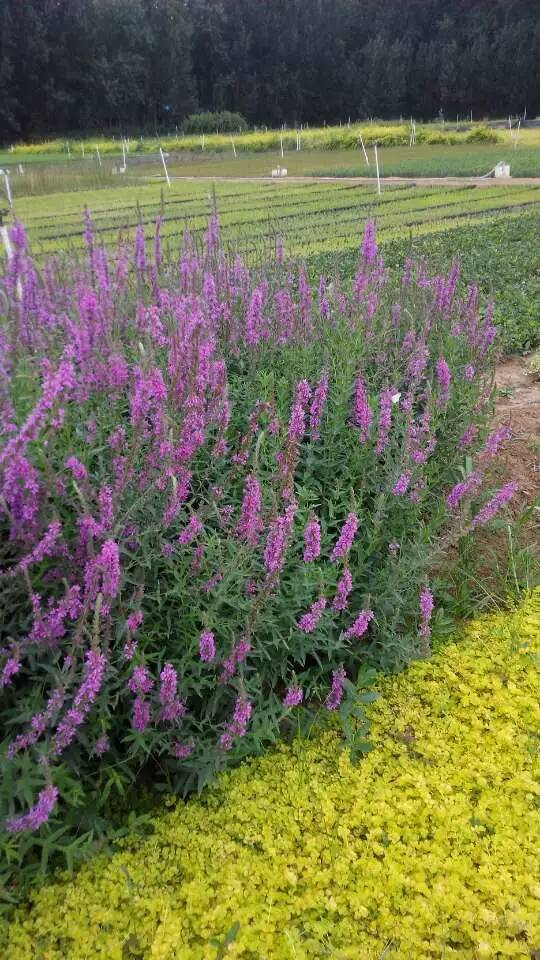 千屈菜種植基地，青州千屈菜種植基地【元磊花卉】