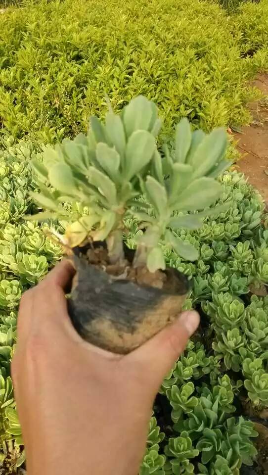 馬蘭價(jià)格【向度娘提問】馬蘭種植基地-元磊花卉