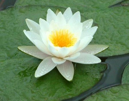 【別操心】濰坊睡蓮價格，淄博睡蓮行情——低價來襲！