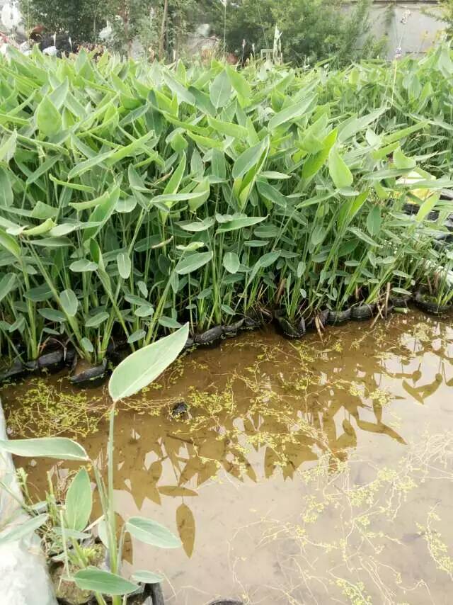 馬蘭價格【向度娘提問】馬蘭種植基地-元磊花卉