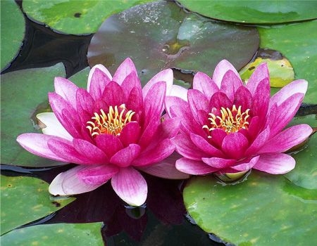 【別操心】濰坊睡蓮價格，淄博睡蓮行情——低價來襲！