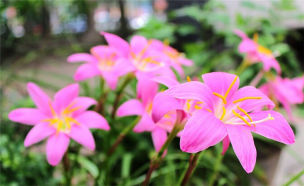 青州綠化苗木，山東綠化苗木【元磊花卉】