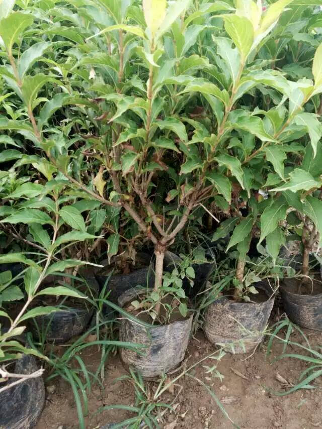 【好產品】錦帶價格——錦帶種植基地-元磊花卉