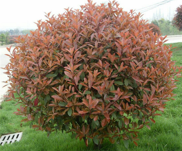 【好產品】錦帶價格——錦帶種植基地-元磊花卉