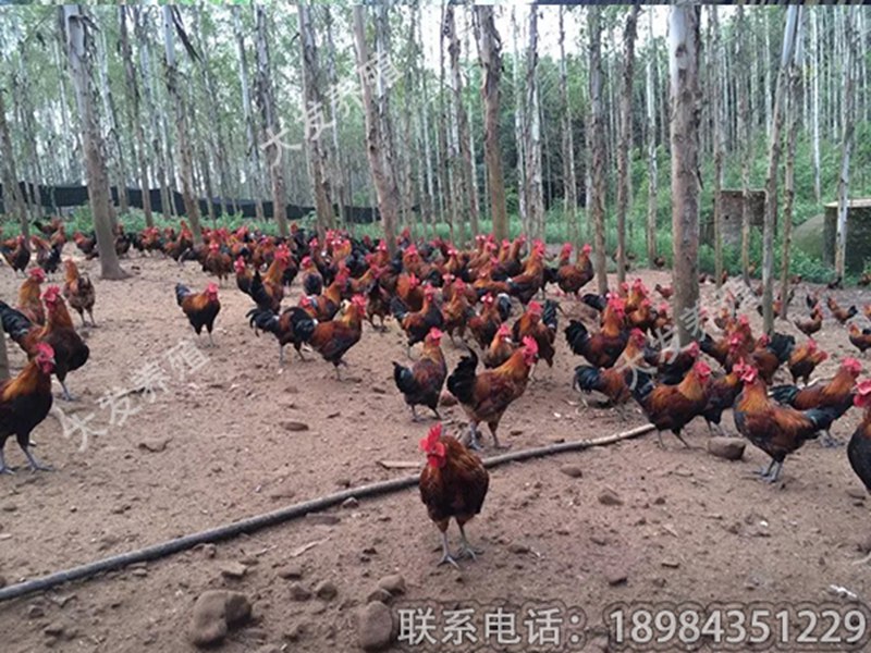 贵阳土鸡|市场上优质的大发香鸡2号在哪里可以找到