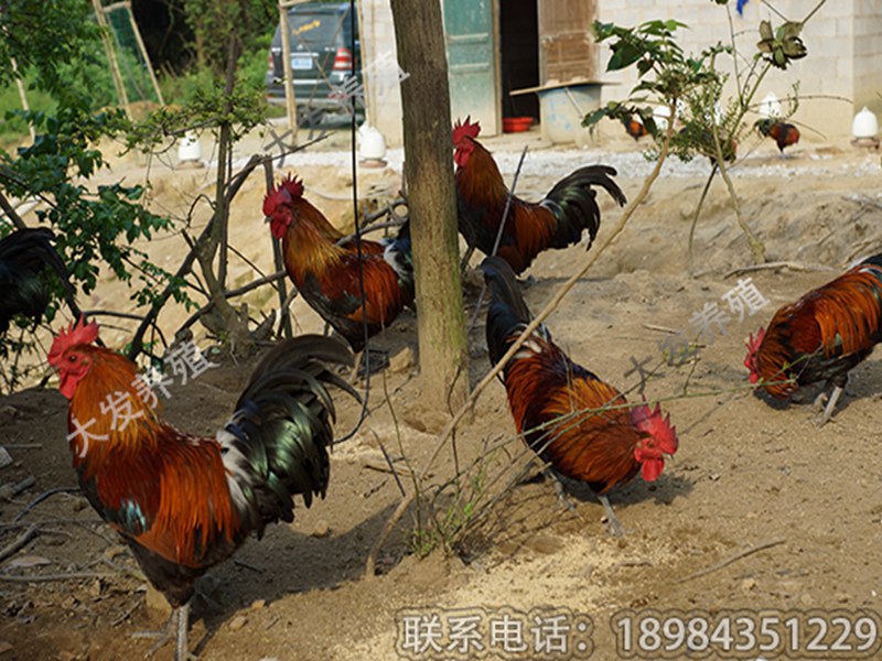 贵阳超值的大发香鸡1号·厂家直销 安顺土鸡苗供应