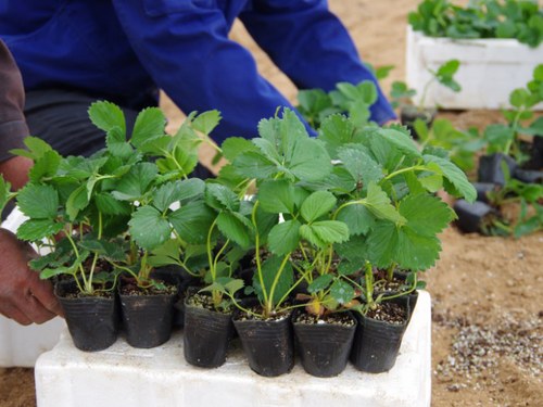 【馭園豐】甜寶草莓苗   甜寶草莓苗哪家好   甜寶草莓苗批發