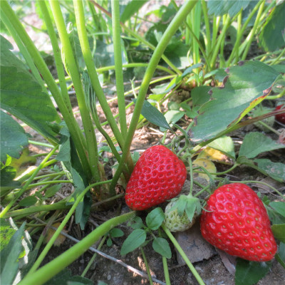 【馭園豐】煙臺草莓苗高調來襲