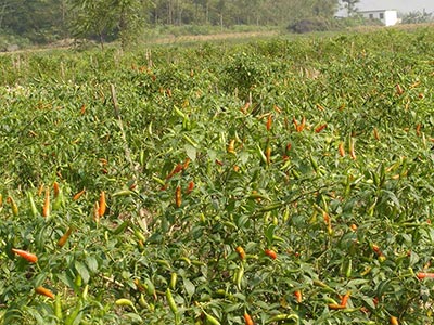 藍(lán)禾餐飲內(nèi)部管理