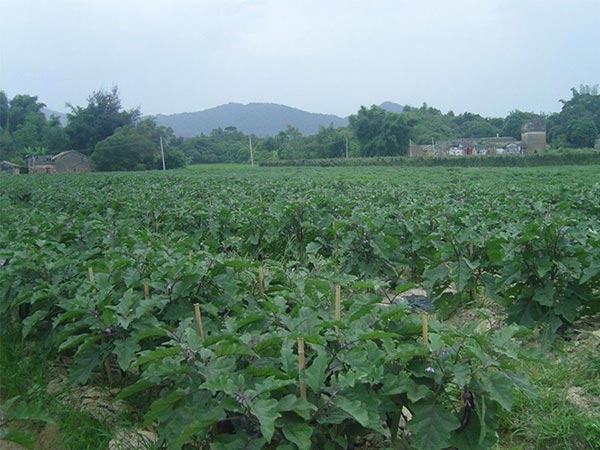 藍(lán)禾餐飲內(nèi)部管理